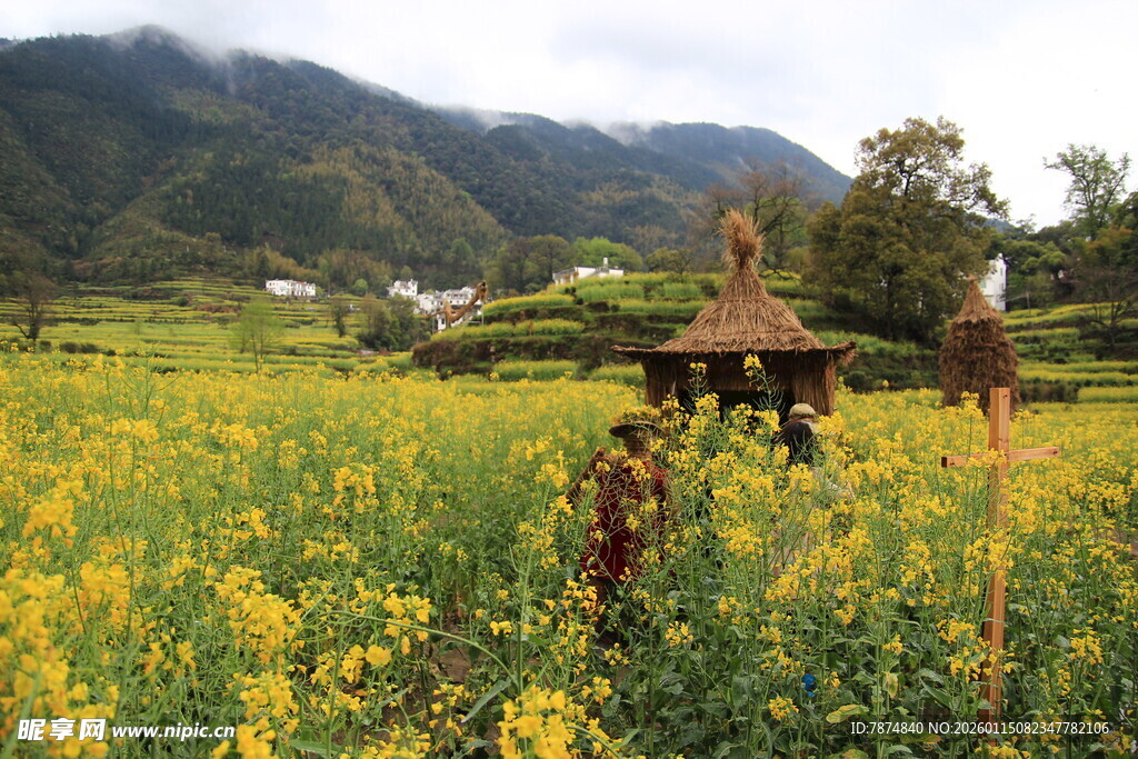 春日田野间的美丽风光