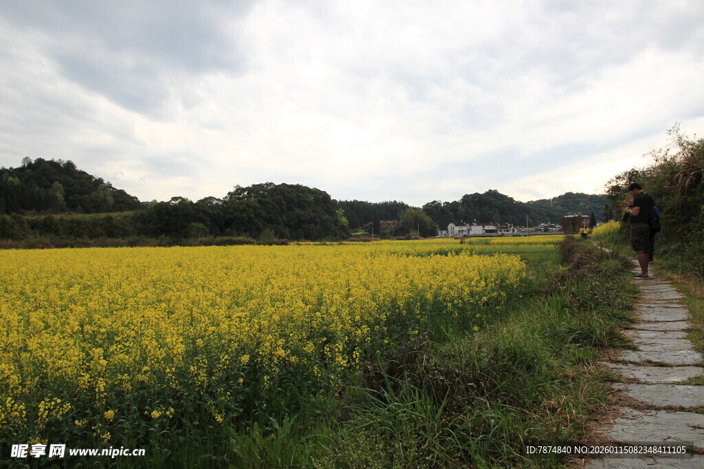 乡间小径旁的金黄油菜花田