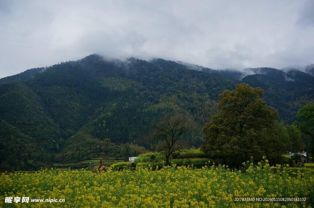 山间油菜田的朦胧景致