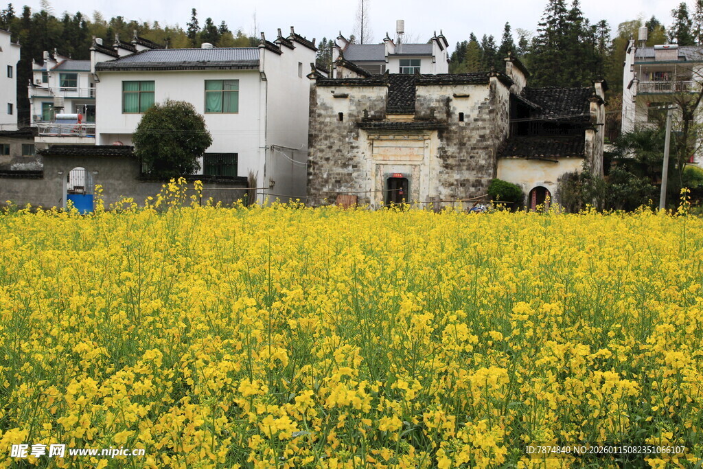 春日油菜田旁的古朴民居
