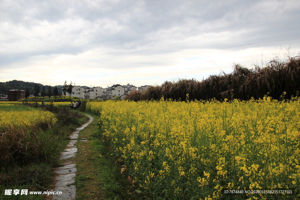 金黄油菜田中的蜿蜒小路