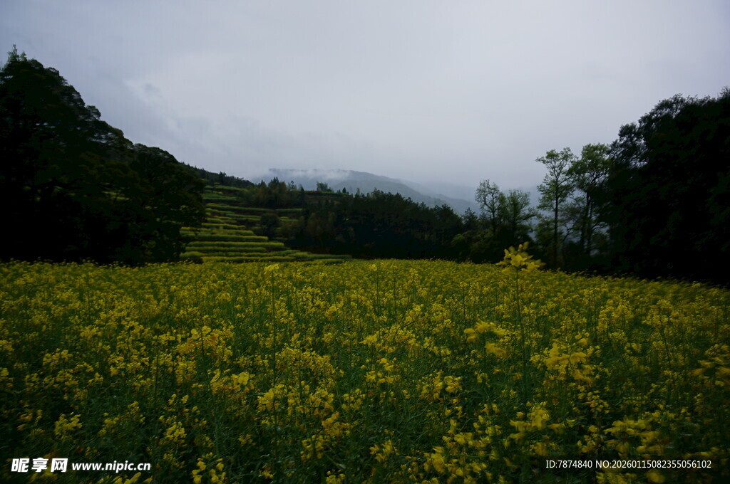 金黄花海与远山云雾