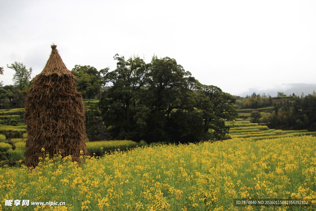田野中的草垛与烂漫花海
