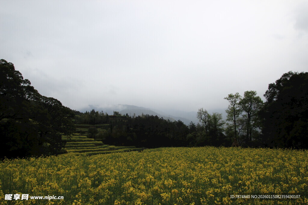 金黄花田与葱郁树林景观