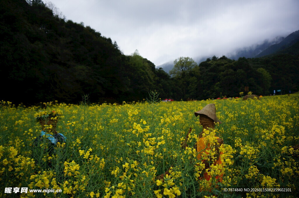 山间黄花田中的劳作身影