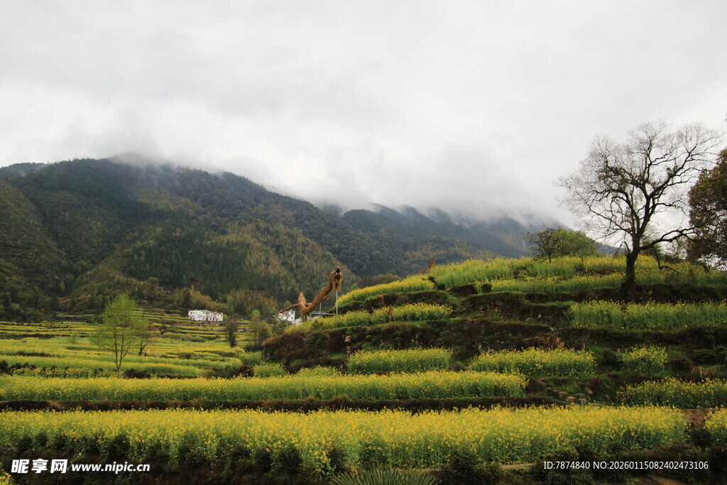 山间梯田美景 绿意盎然