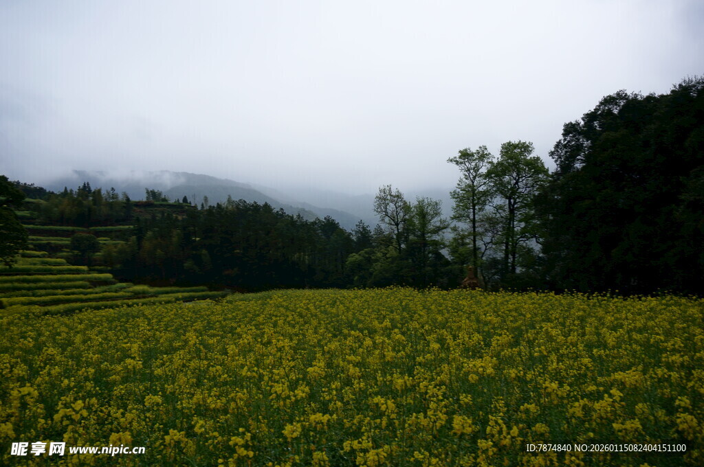 云雾下的金黄花海