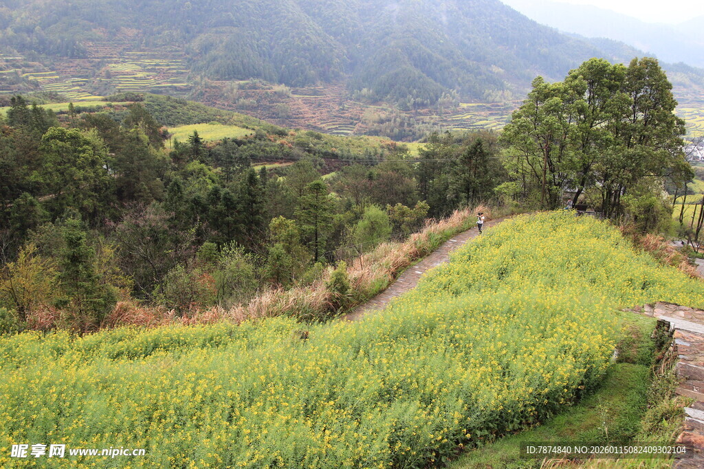 山间翠绿田野风光