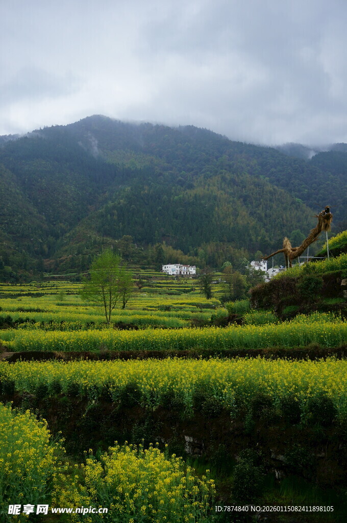 山间油菜田美景
