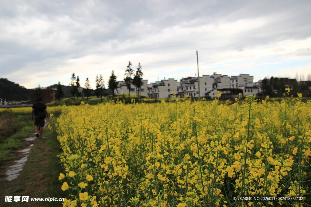 金黄油菜田中的漫步身影