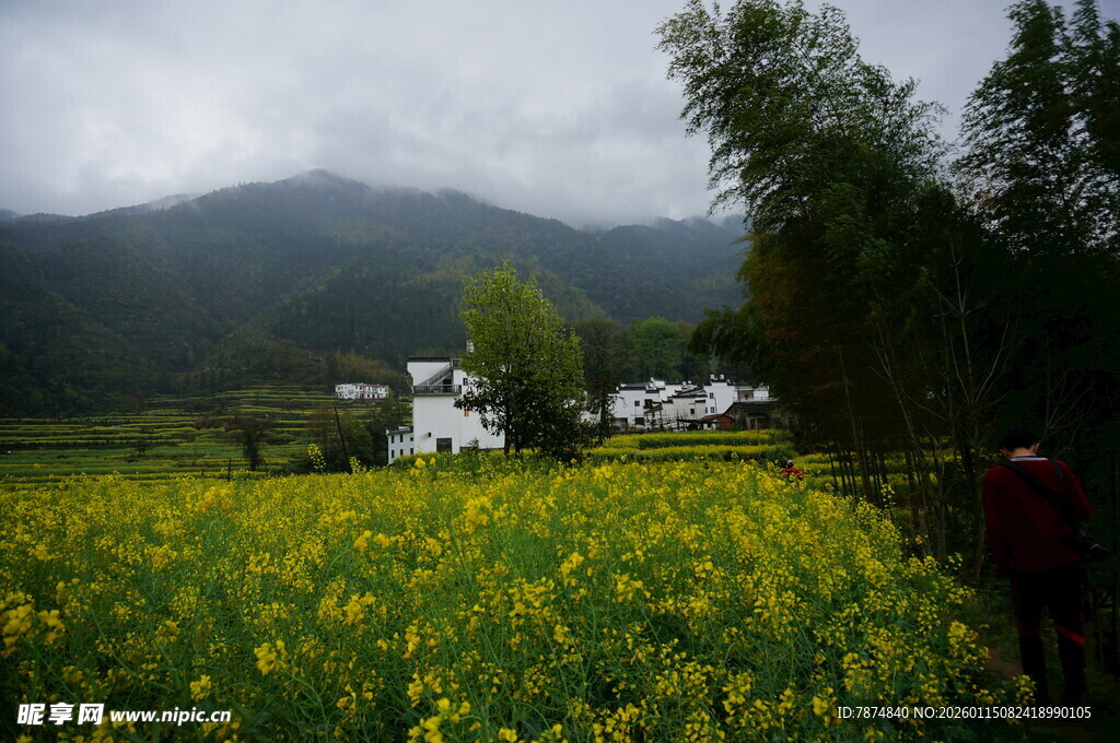 山间油菜田中的村落美景