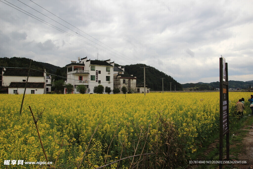 金黄油菜花田旁的村落