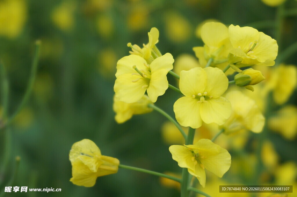 绽放的黄色油菜花