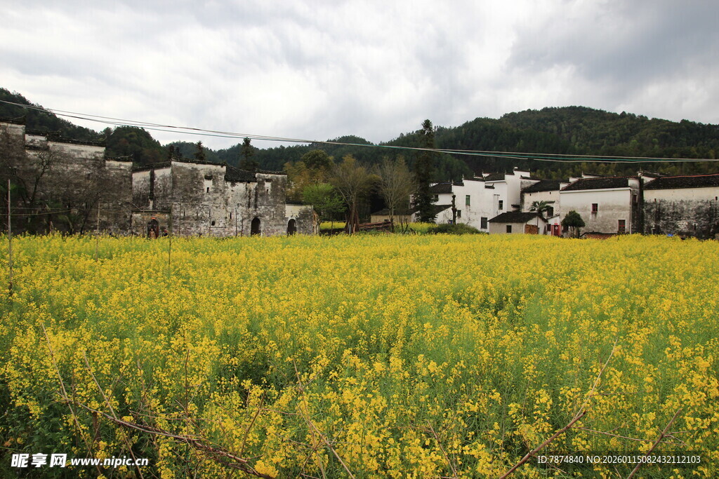 金黄油菜花田旁的村落