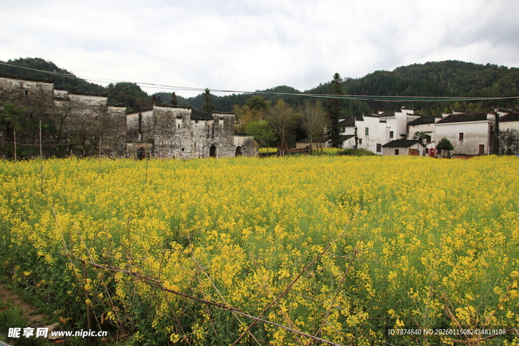 金黄油菜田旁的古朴村落