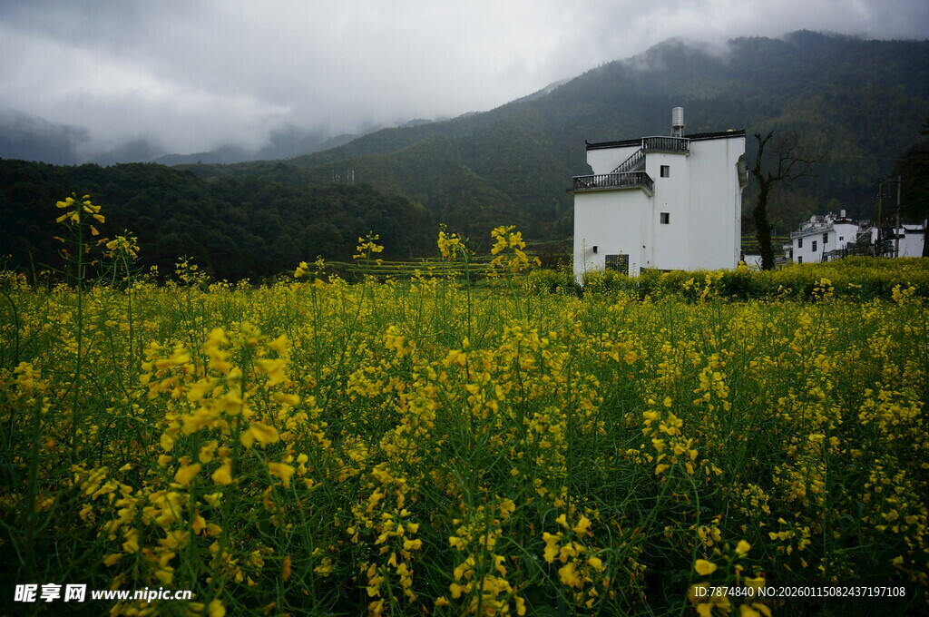 花海中的白色小屋
