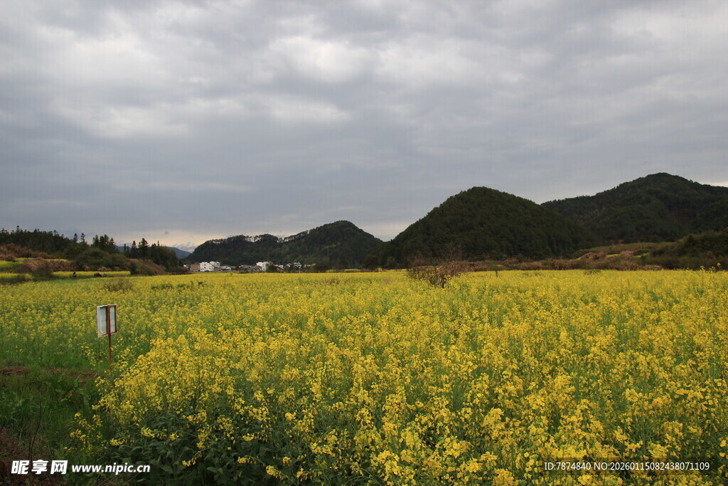 金黄油菜田与远山云雾