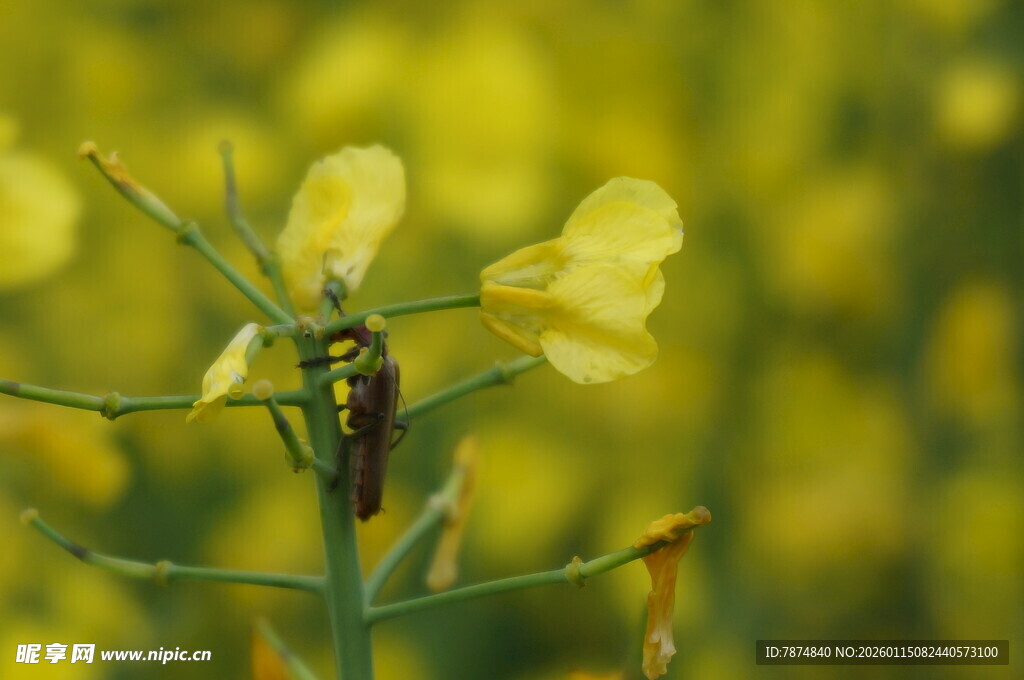 油菜花上的昆虫