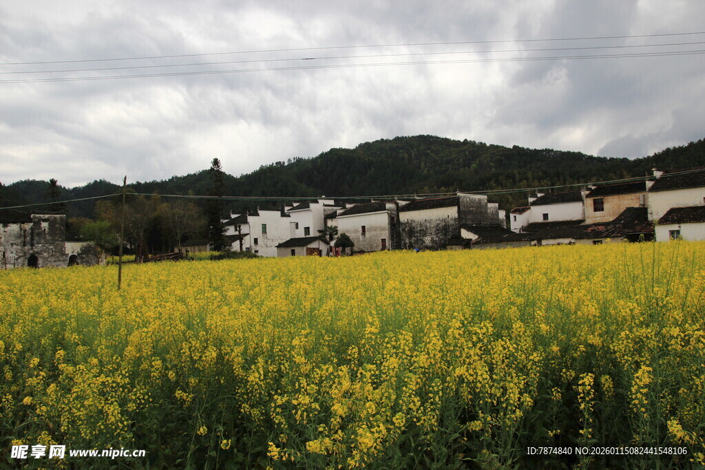 金黄油菜花田与村落风光