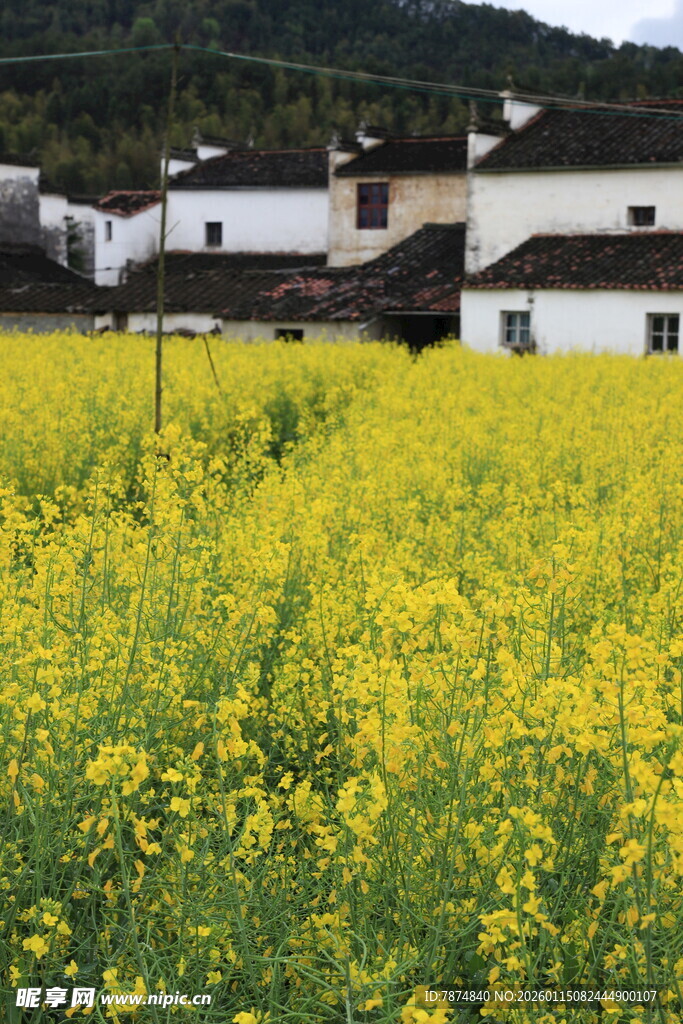 春日油菜田旁的乡村景致