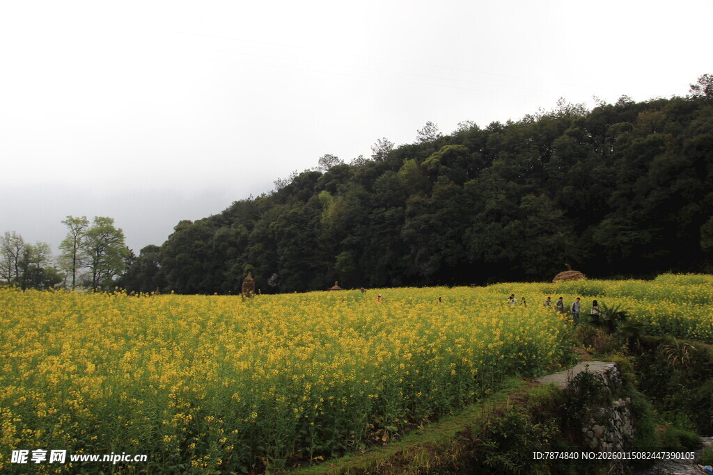 金黄油菜花田与葱郁山林