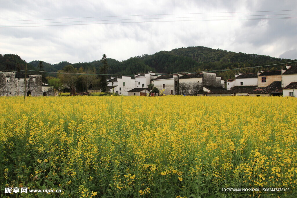 金黄油菜花田与远处村落