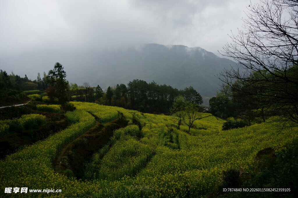 山间梯田油菜美景