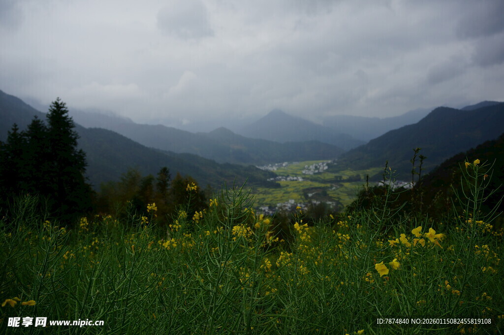山间草地黄花与朦胧远山