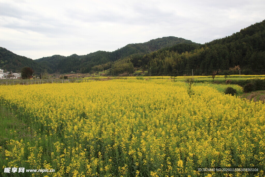 金黄油菜田 山间田园美景