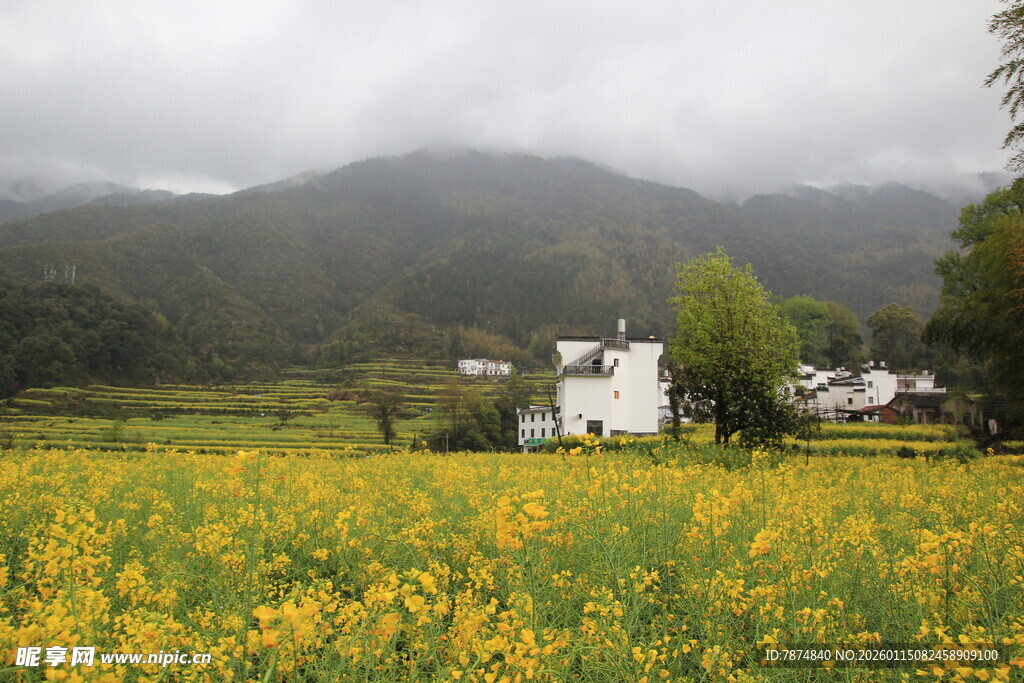 雨中金黄田野与山间小屋