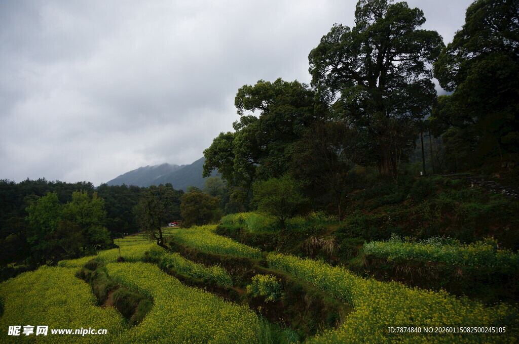 山间梯田绿意浓