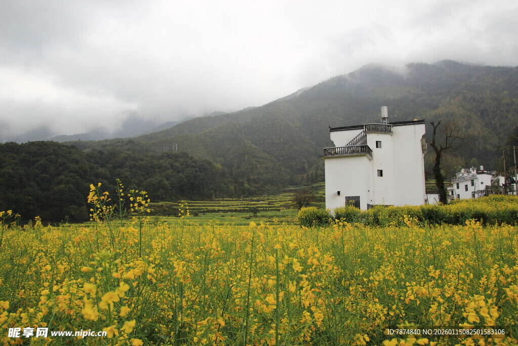 田野中的白房与灿烂黄花
