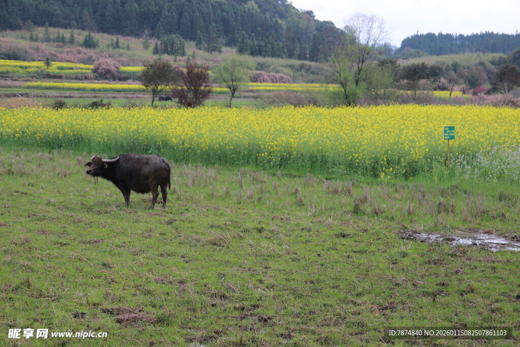 田野中悠然的水牛