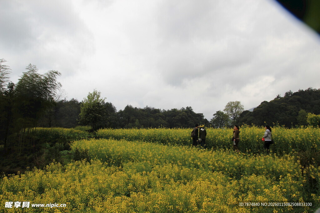 金黄油菜田中的漫步身影