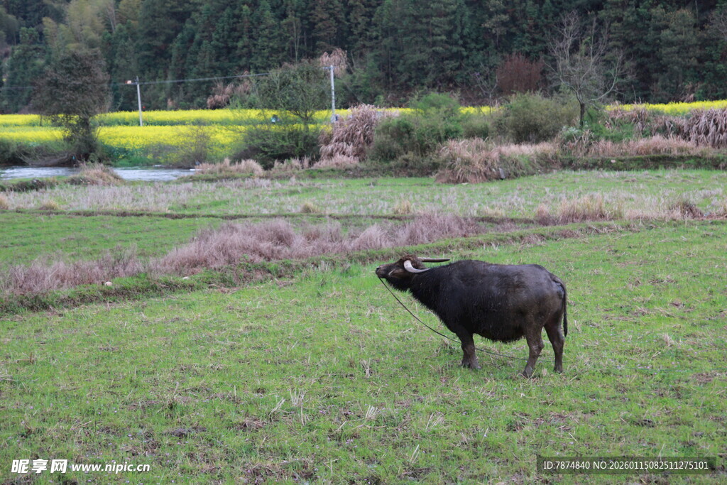 田野中的黑牛