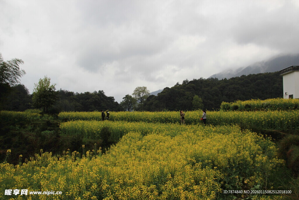 金黄油菜田中的田园风光