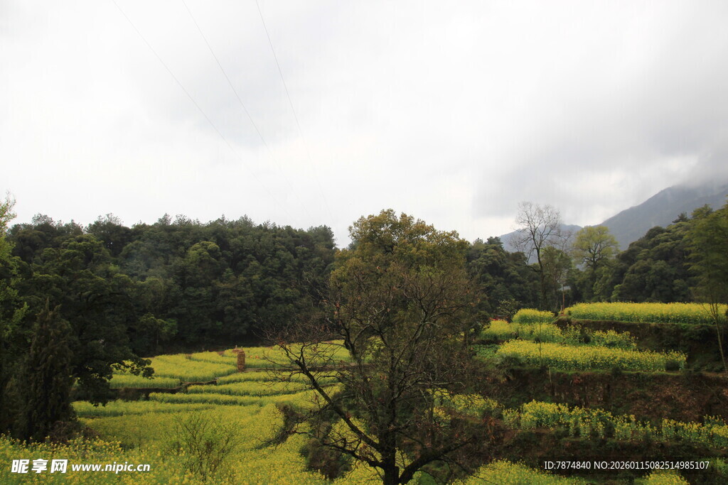 田园风光中的油菜花与树林