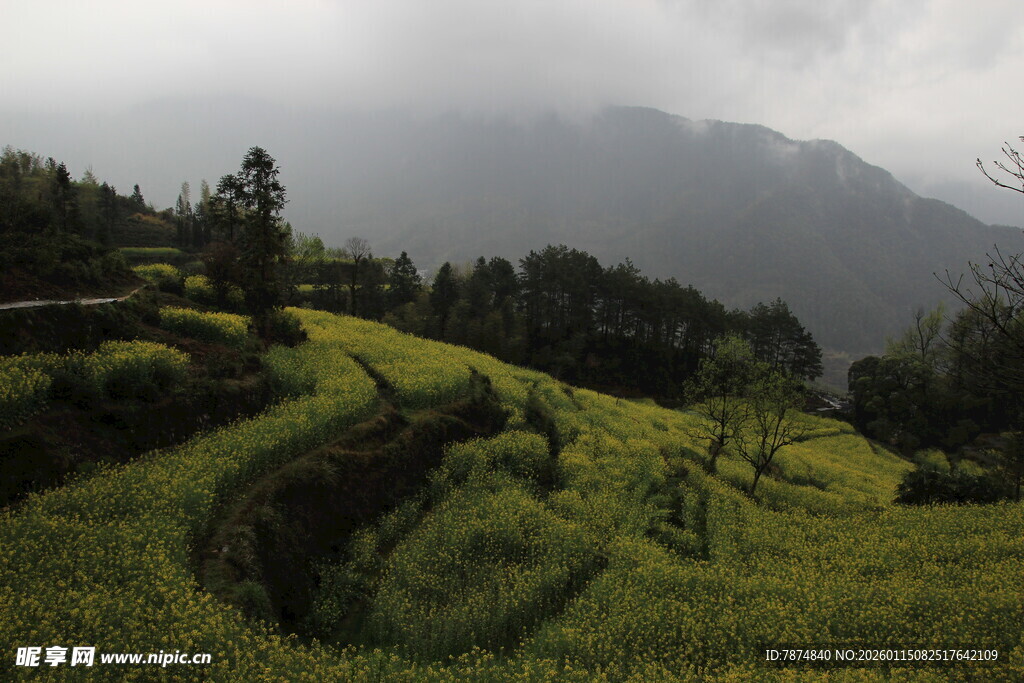 山间梯田绿意盎然景色美