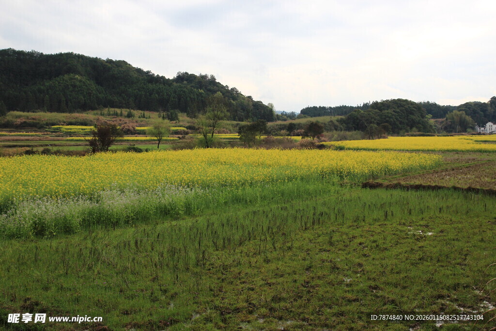 田园风光中的黄绿田野