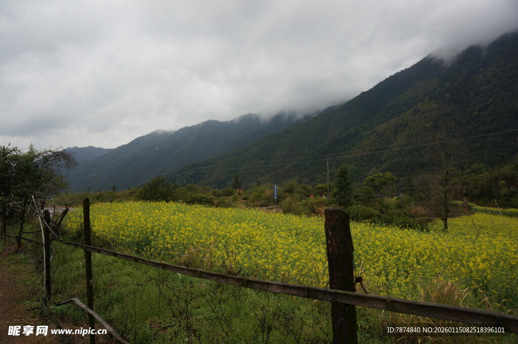 山间田野黄 围栏伴云雾