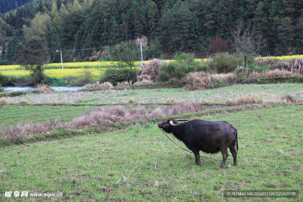 田野中的黑色耕牛
