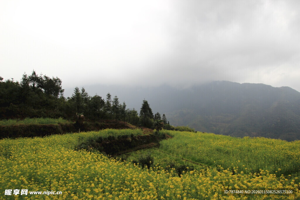 山间油菜花海云雾缭绕