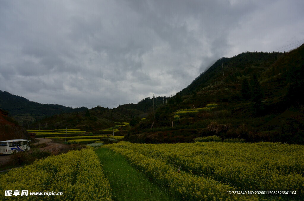 山间油菜田 云雾绕绿野