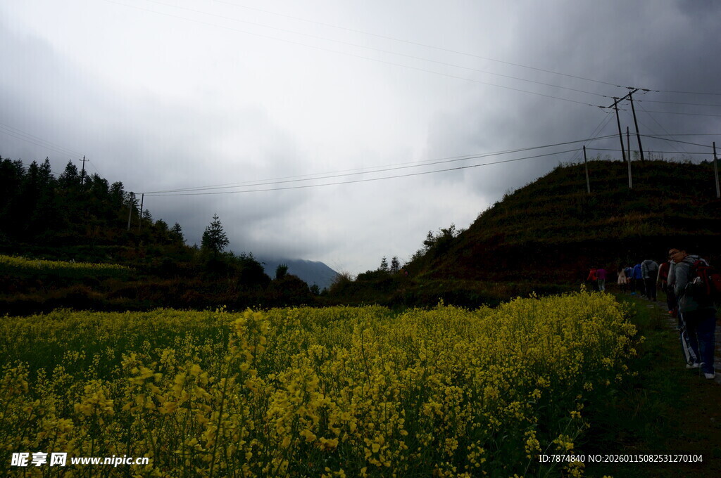 山间油菜花田景色