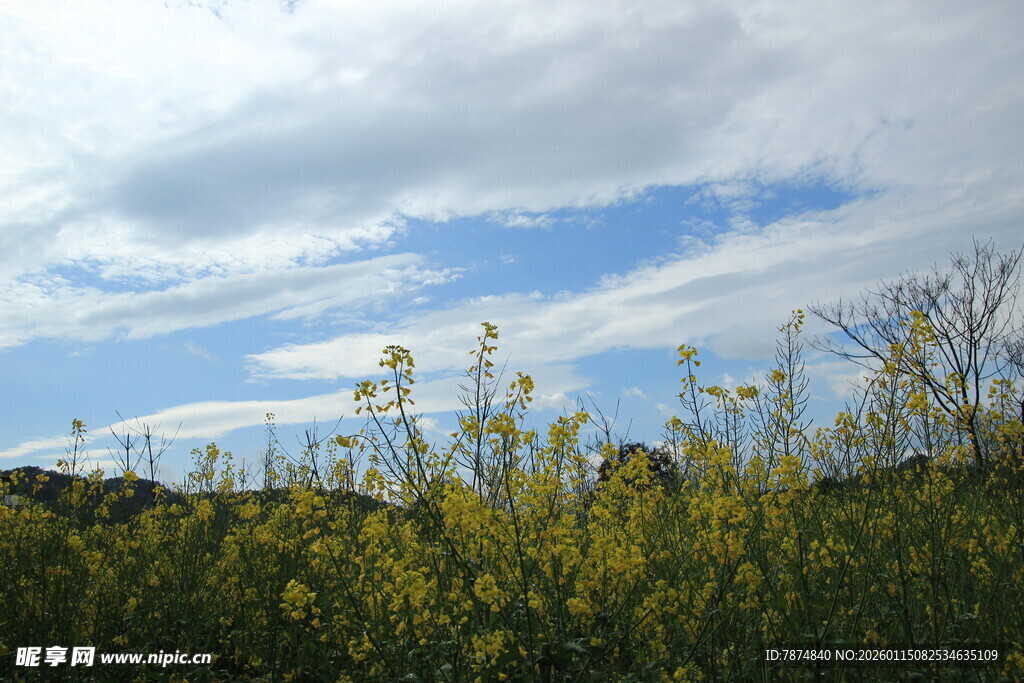 蓝天之下的繁茂植物