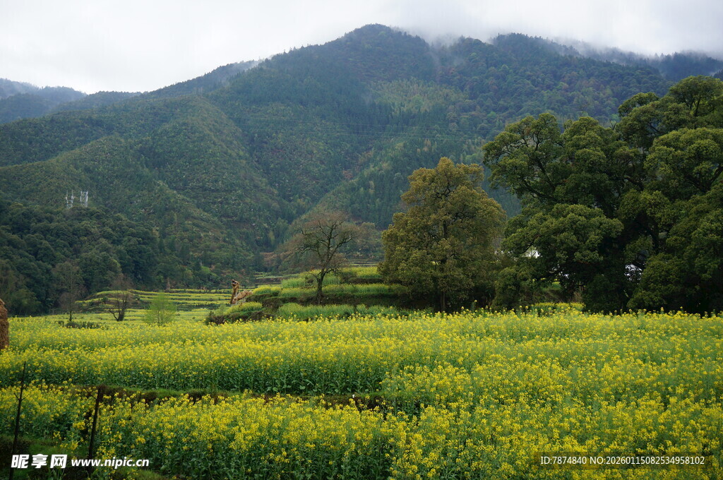 山间油菜田 绿意盎然