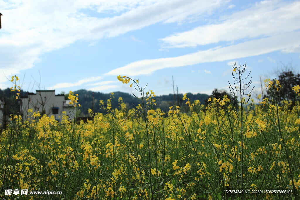 金黄花海与远处城镇风光