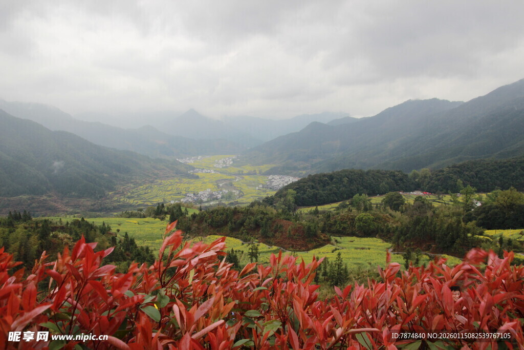 山间红植 云雾缭绕美景