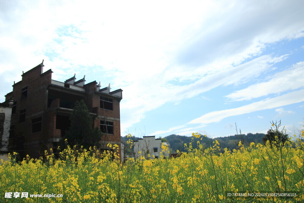 古宅旁的金黄油菜花田