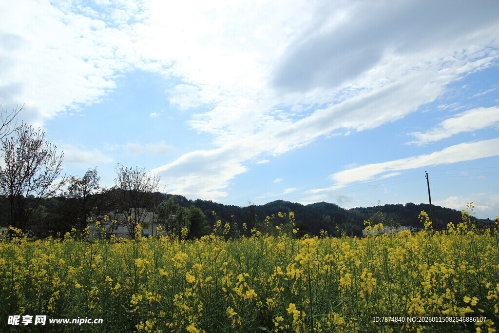春日油菜花田美景